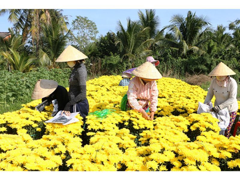 Top 19 Most Famous Flower Villages in Vietnam - Mytour.vn