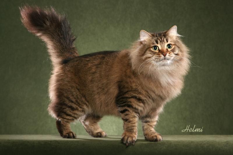 Siberian forest hot sale cat cost