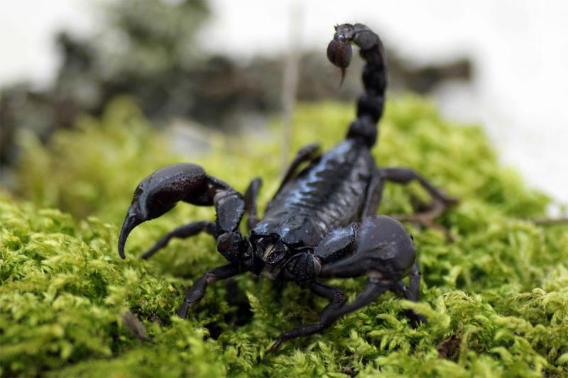 Top 16 Fascinating Facts About Scorpions - Mytour.vn