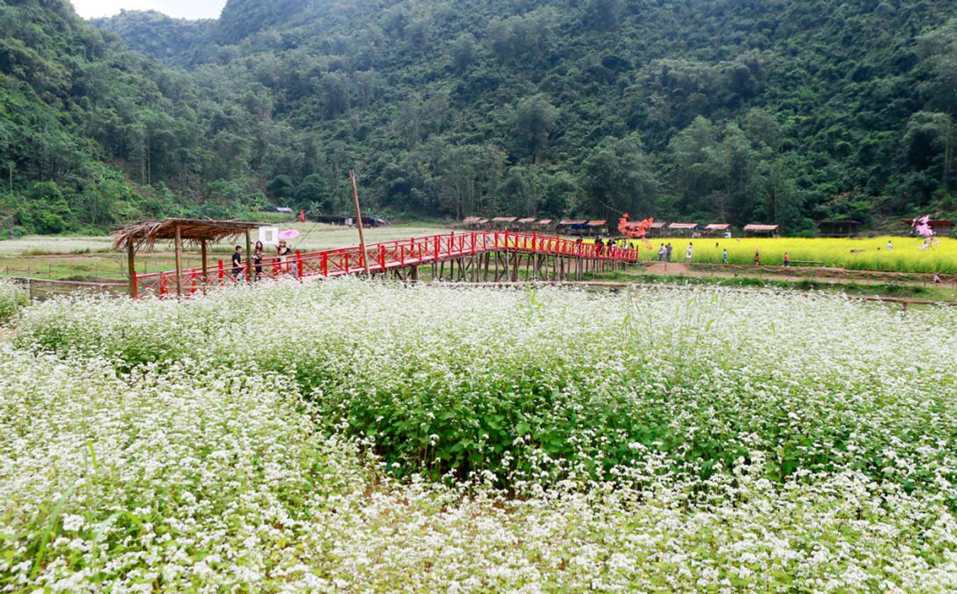 Bac Son Flower Valley