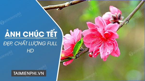 Beautiful Tet 2023 Images for Celebrating the Year of Quy Mao