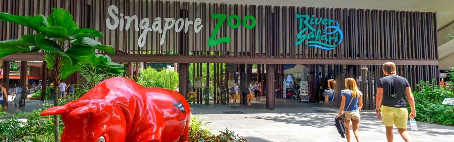 Comprehensive Guide to Exploring Singapore Zoo Independently