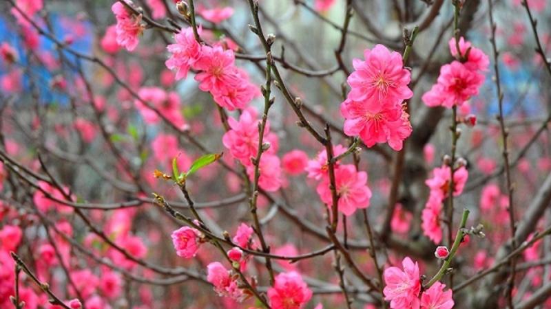 Why northerners often display peach blossoms during Lunar New Year