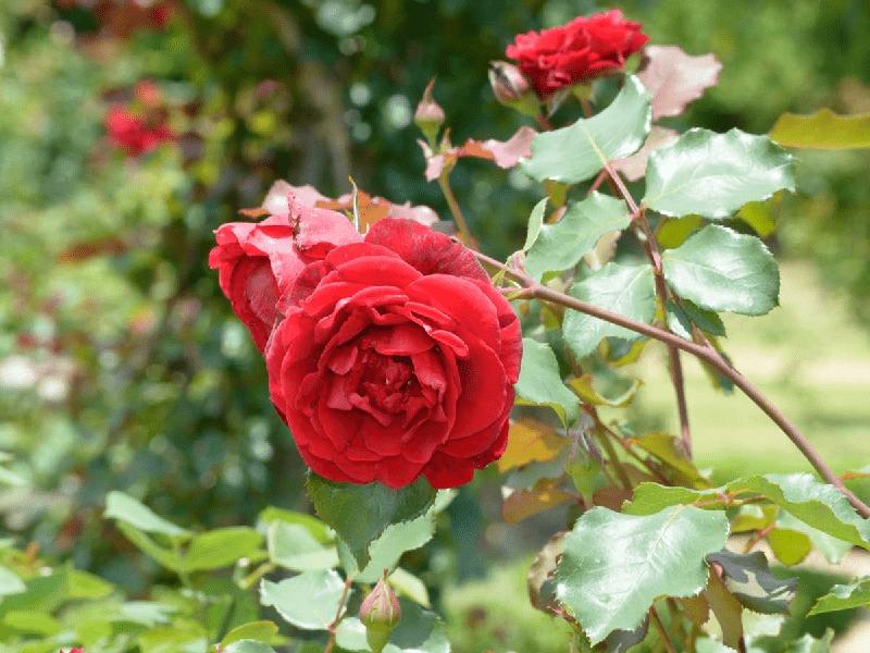 Top 13 Most Beautiful Ancient Rose Varieties in Vietnam - Mytour.vn