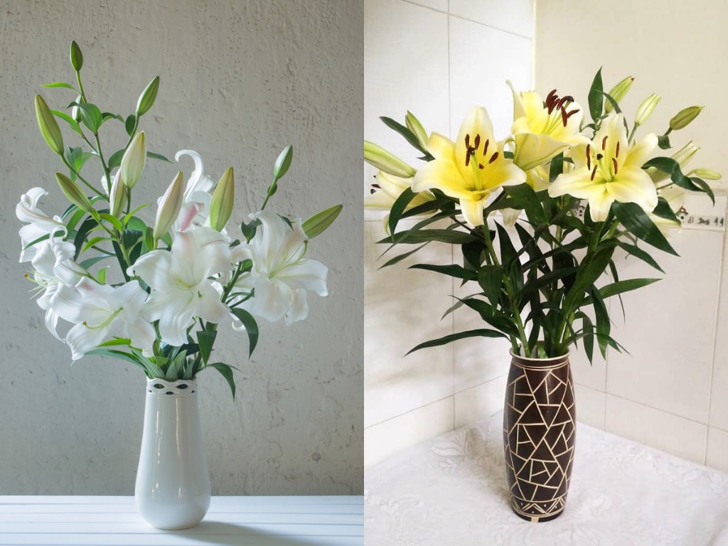 Tips for Arranging Lilies to Stay Fresh and Beautiful at Home Mytour