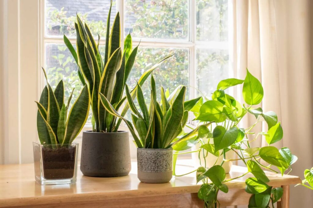 Snake Plant: Feng Shui Meaning, Benefits, and Planting Tips | Mytour