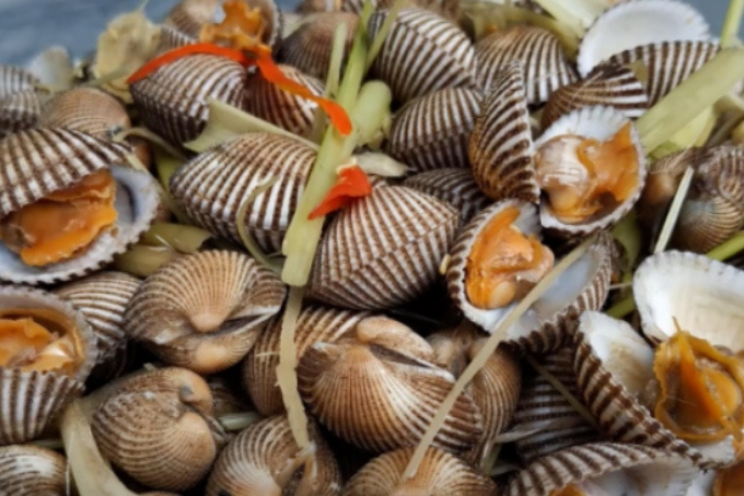 Live Fresh Blood Clams - Sò Huyết