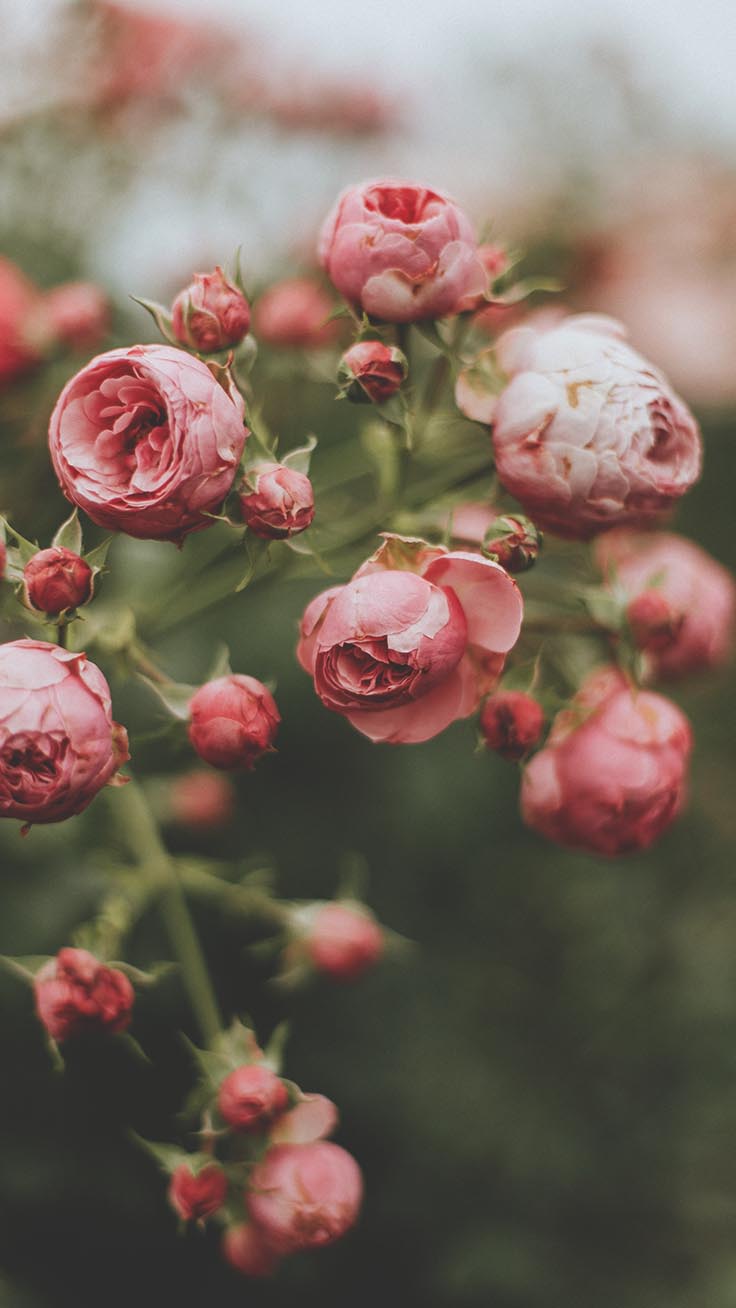 Beautiful Rose Wallpapers for iPhone and Android Phones