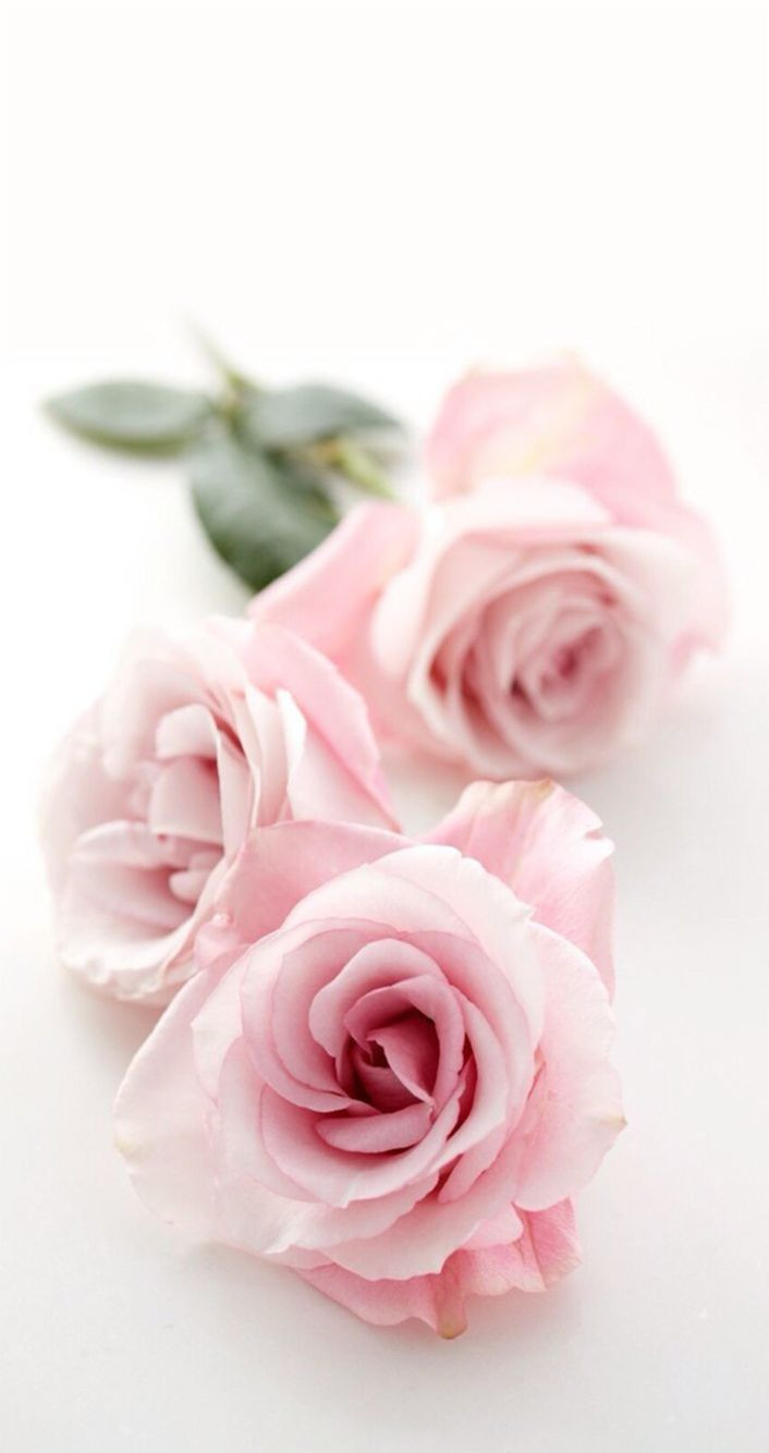 Beautiful Rose Wallpapers for iPhone and Android Phones