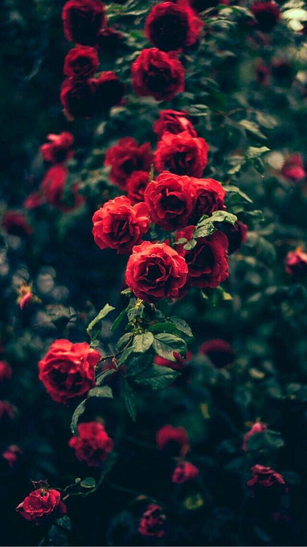 Beautiful Rose Wallpapers for iPhone and Android Phones