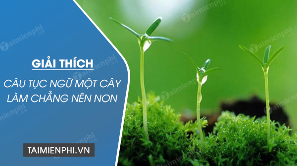 Câu Tục Ngữ Một Cây Làm Chẳng Nên Non - Ý Nghĩa Sâu Sắc Và Bài Học Quý Giá