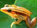 Sample Essay Describing a Frog for 4th Grade