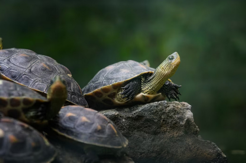 Stunning Golden Turtle Images