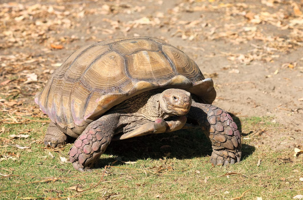 Stunning Golden Turtle Images