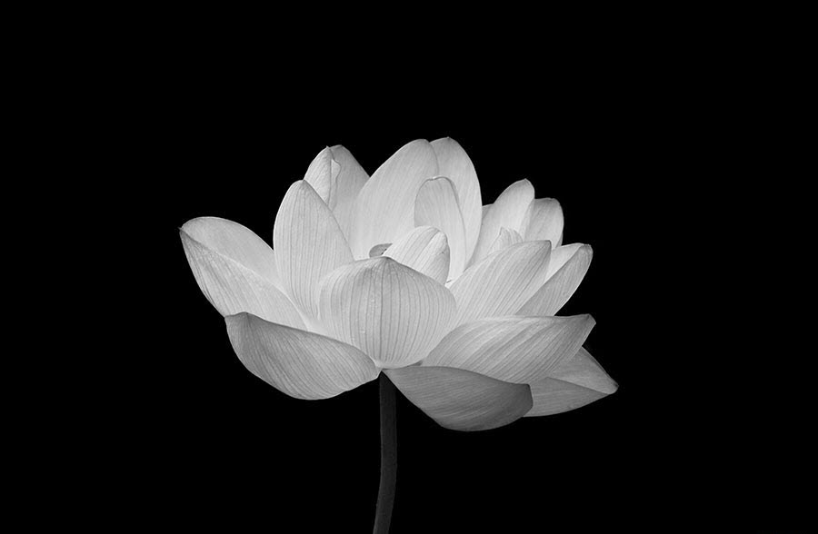 The most beautiful black and white lotus flower images