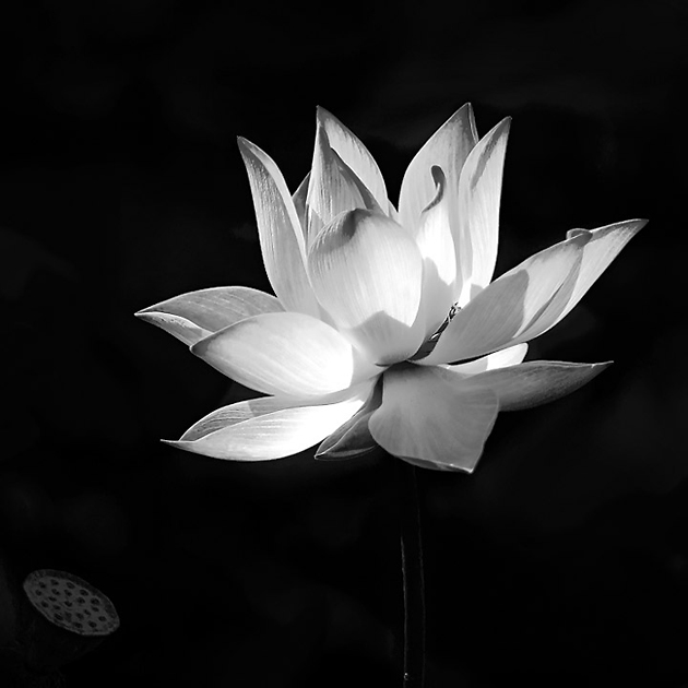 The most beautiful black and white lotus flower images