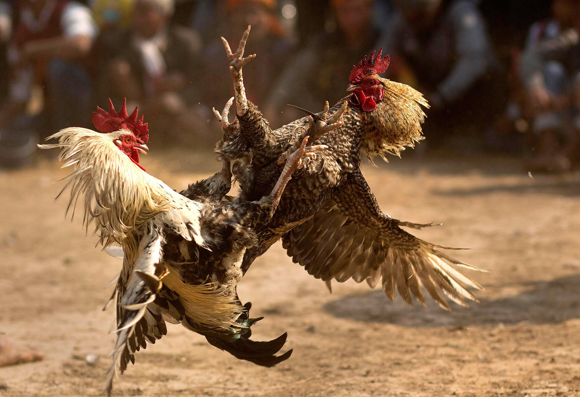 Thomotv Where Cockfighting Legends Compete