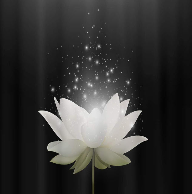 The most beautiful black and white lotus flower images