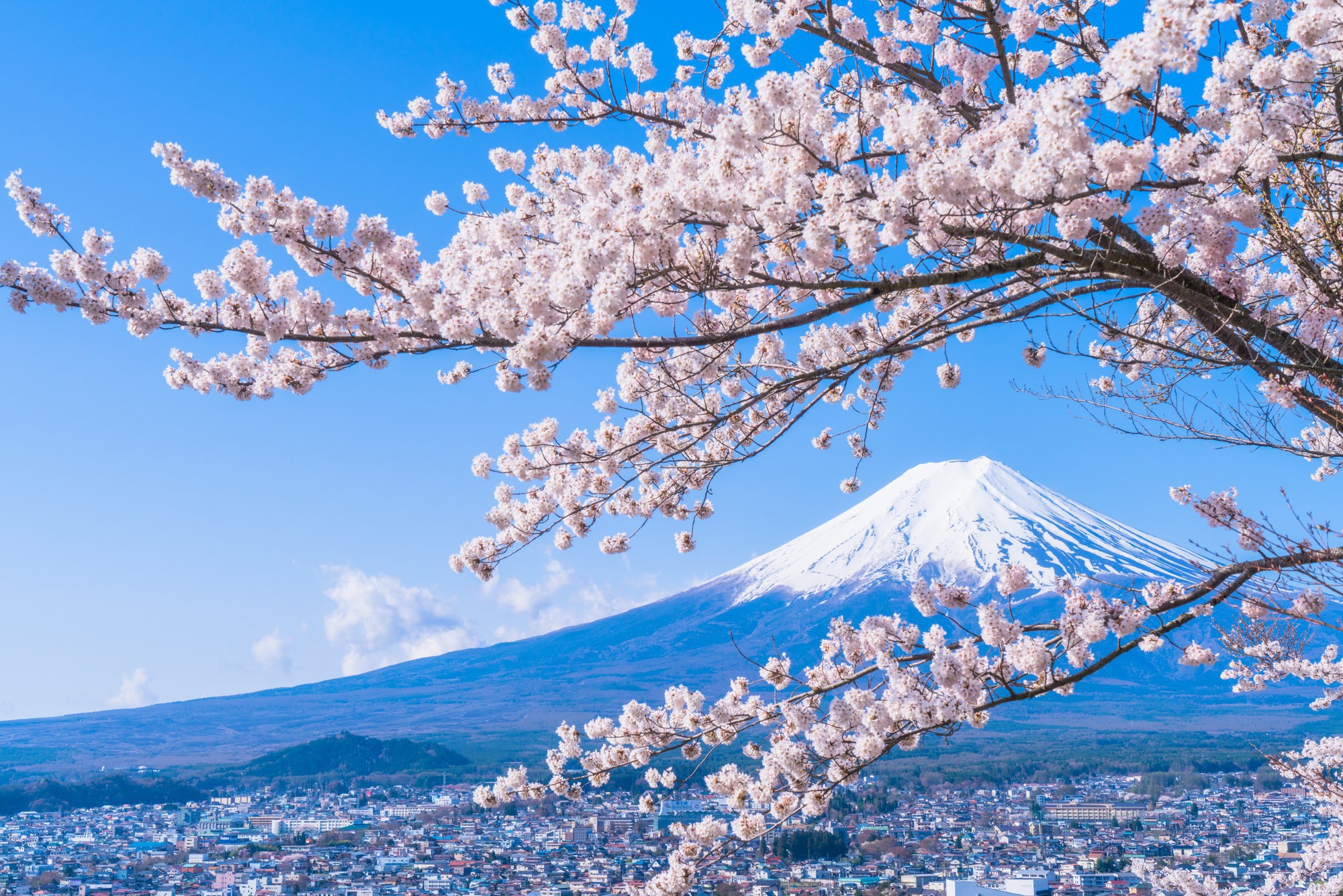 Discover the beauty of Sakura - A compilation of the most stunning ...