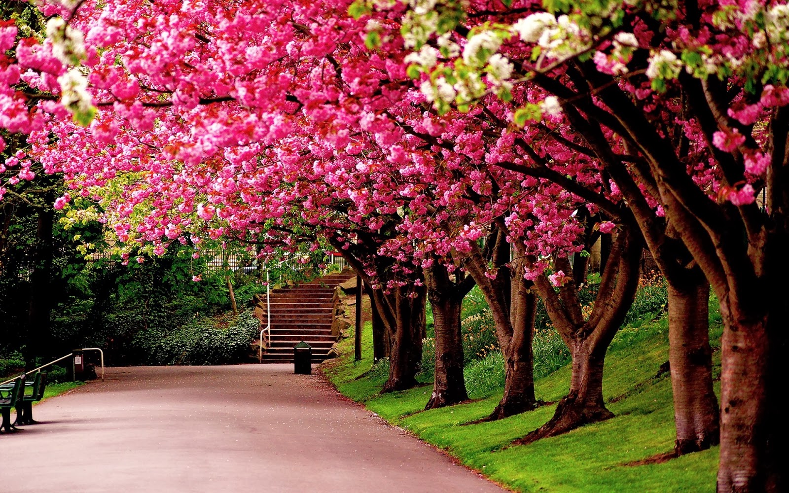 Discover the beauty of Sakura - A compilation of the most stunning ...