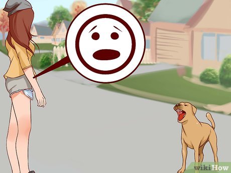 Cách vượt qua nỗi sợ chó (kèm hình ảnh) - Mytour