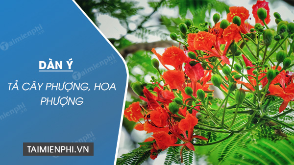 Dàn Ý Tả Hoa Phượng