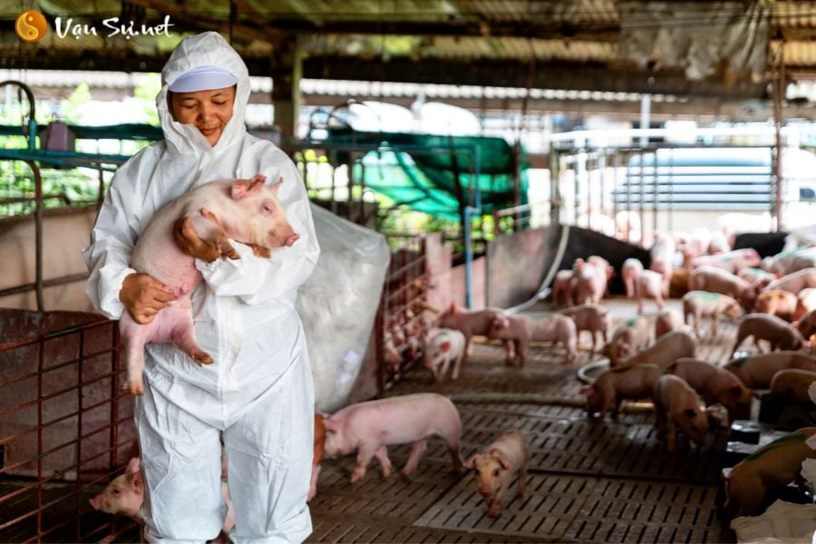 Con gì mang một cái tuổi gọi là Hợi? Người tuổi Hợi sinh năm nào?