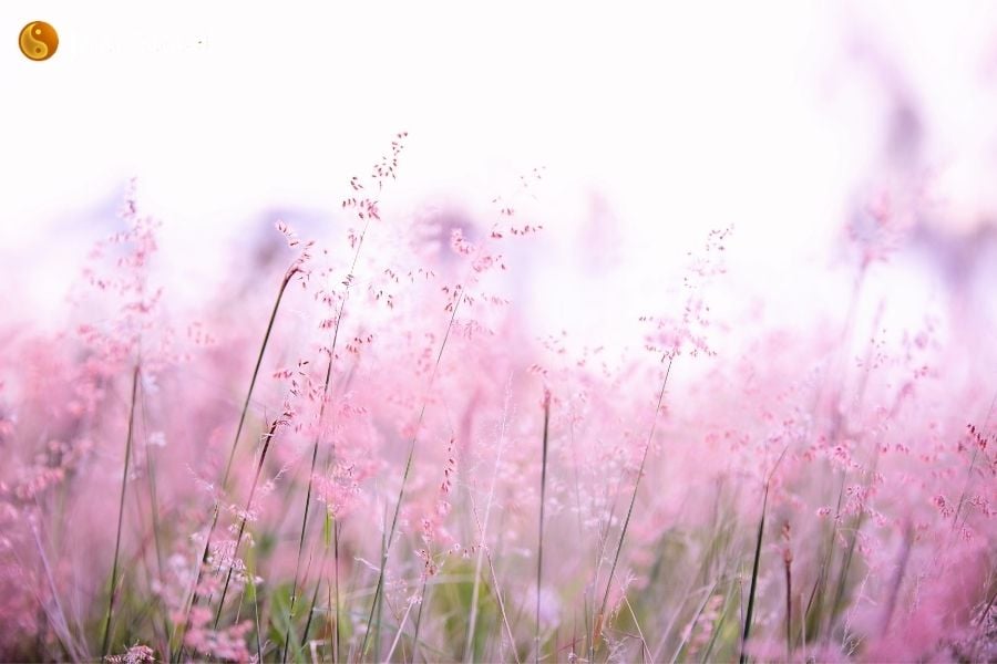 Ý nghĩa khi mơ thấy hoa: May mắn hay rủi ro?