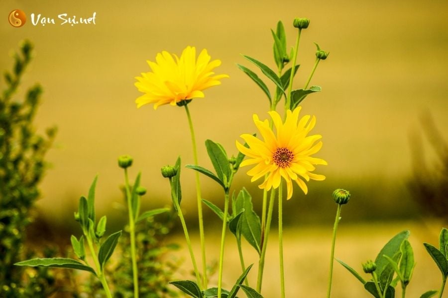 Ý nghĩa khi mơ thấy hoa: May mắn hay rủi ro?
