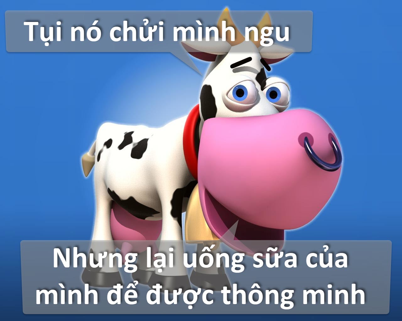 Ảnh hài - Cười không ngớt