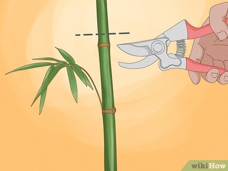 3 Techniques for Bamboo Pruning - Mytour