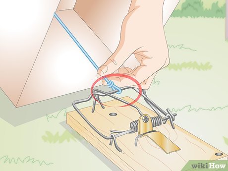 Creating a Bird Trap with Illustrated Steps - Mytour