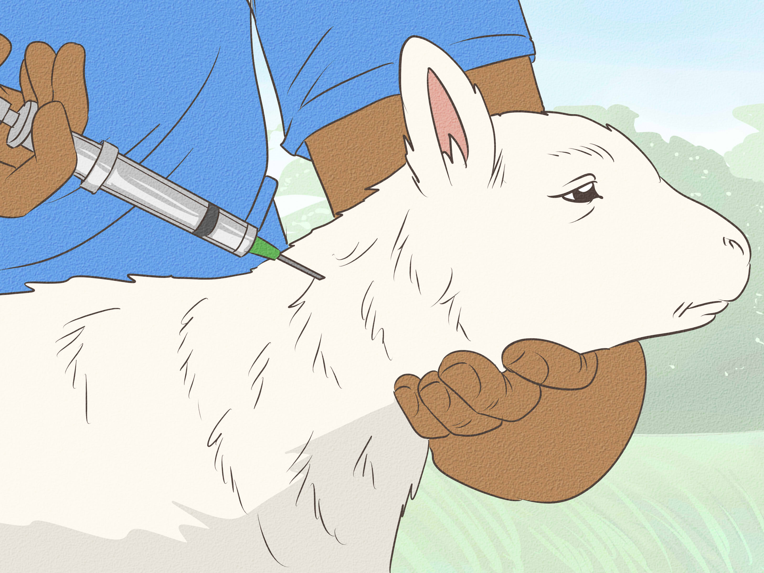 how-to-bottle-feed-a-baby-lamb-step-by-step-guide-with-images-mytour