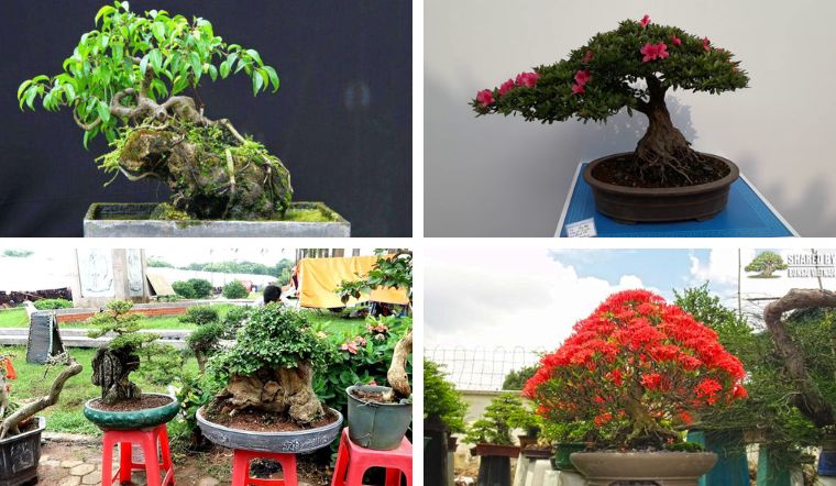 Top 20 loại cây bonsai mini đẹp nhất cho bàn làm việc, tạo không gian phong thủy hoàn hảo