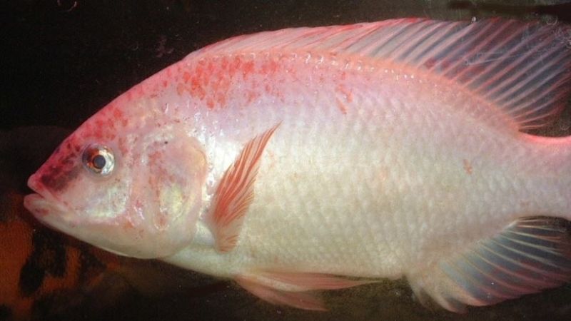 Calo trong 100g cá diêu hồng là bao nhiêu? Ăn cá diêu hồng có béo không?