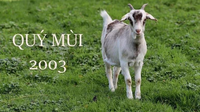 Tuổi Quý Mùi 2003 thuộc mệnh gì Tuổi Quý Mùi hợp với tuổi nào