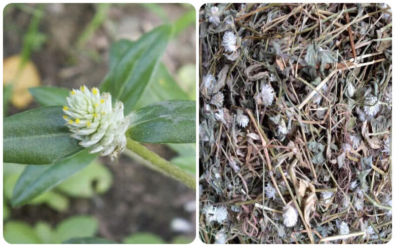 cây nở ngày đất