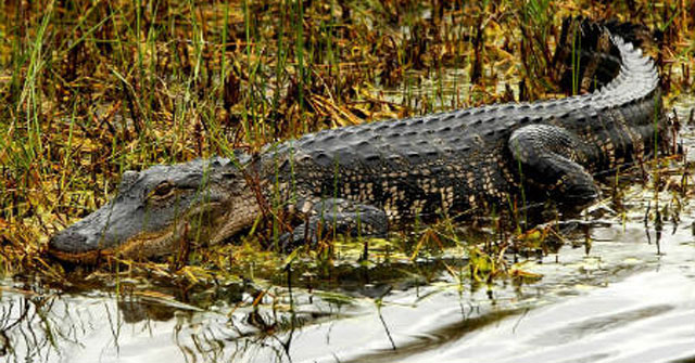 Trải nghiệm ở rừng U Minh Hạ Trải nghiệm ở rừng U Minh Hạ