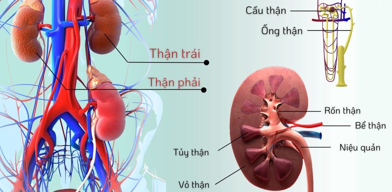 Cấu Trúc và Chức Năng của Thận trong Cơ Thể