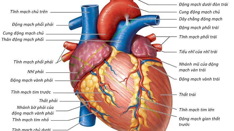 Hình ảnh giải phẫu giúp hiểu rõ hơn về số lượng ngăn của trái tim