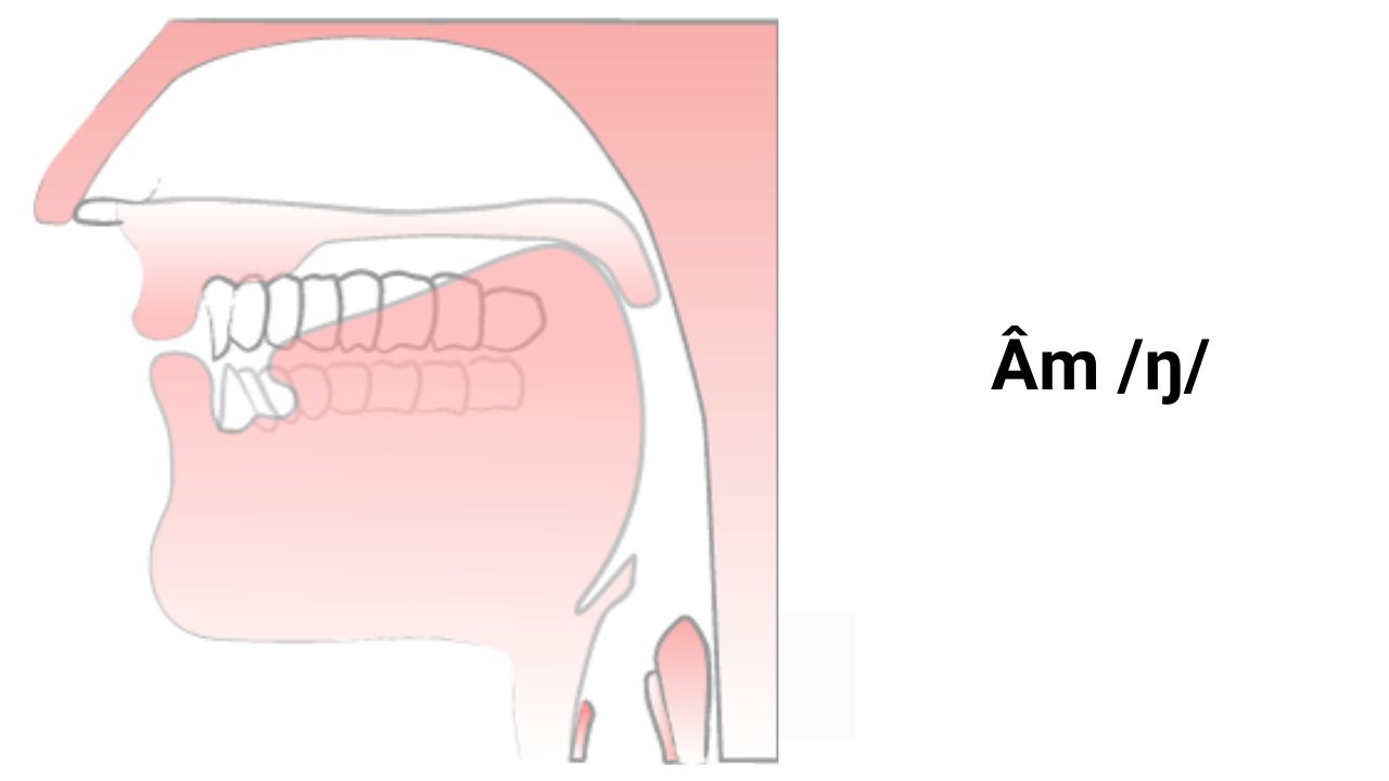 Phương pháp phát âm phụ âm /ŋ/ và /h/ trong bảng IPA - Mytour Academy