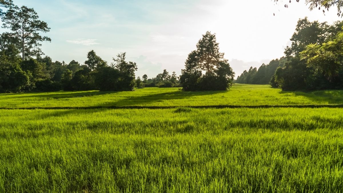 Cảnh buồn yên ả