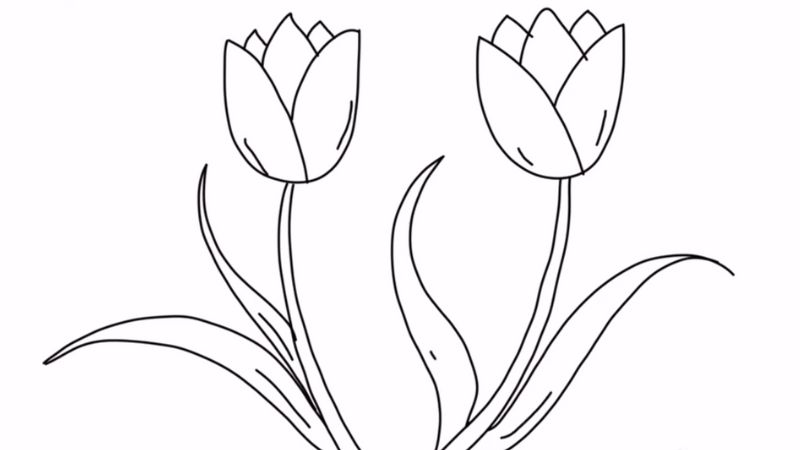 ve-hoa-tulip-2