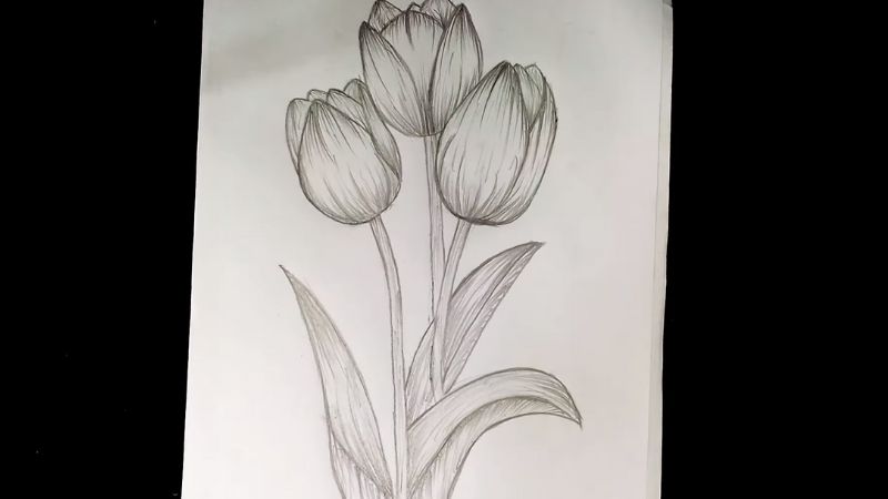 ve-hoa-tulip-1