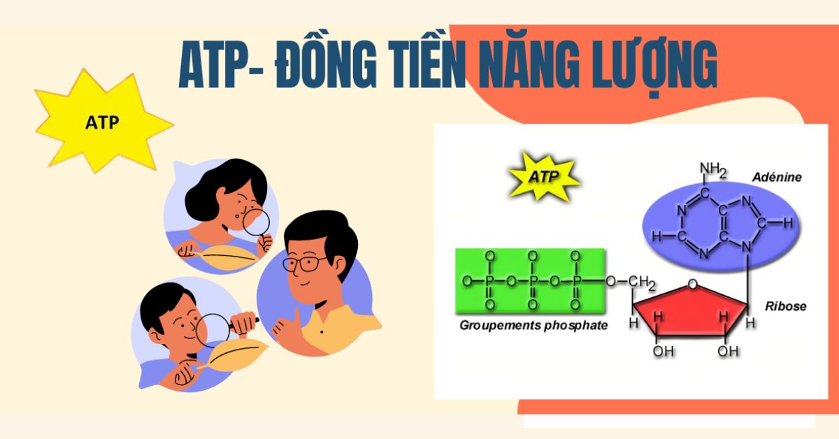 ATP là gì? Nguồn năng lượng cho sự co cơ