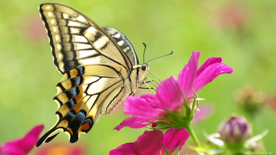 Mơ Thấy Bươm Bướm: Ý Nghĩa, Điềm Báo Và Những Con Số May Mắn