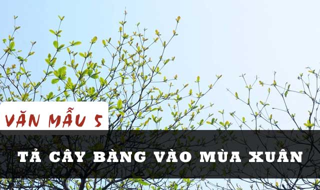 Tả Cây Bàng Vào Mùa Xuân Lớp 5 - Hình Ảnh Xanh Tươi Của Thiên Nhiên Hồi Sinh