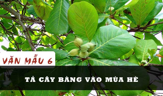 Tả Cây Bàng Vào Mùa Hè - Khám Phá Vẻ Đẹp và Kỷ Niệm Dưới Tán Cây