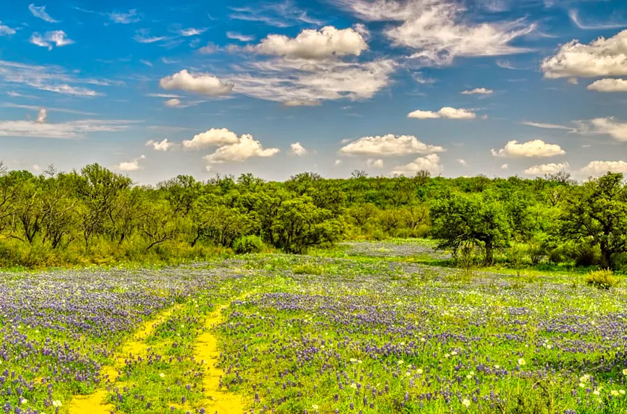 
A panoramic view of a green field adorned with blue-purple wildflowers, framed by trees in the background.