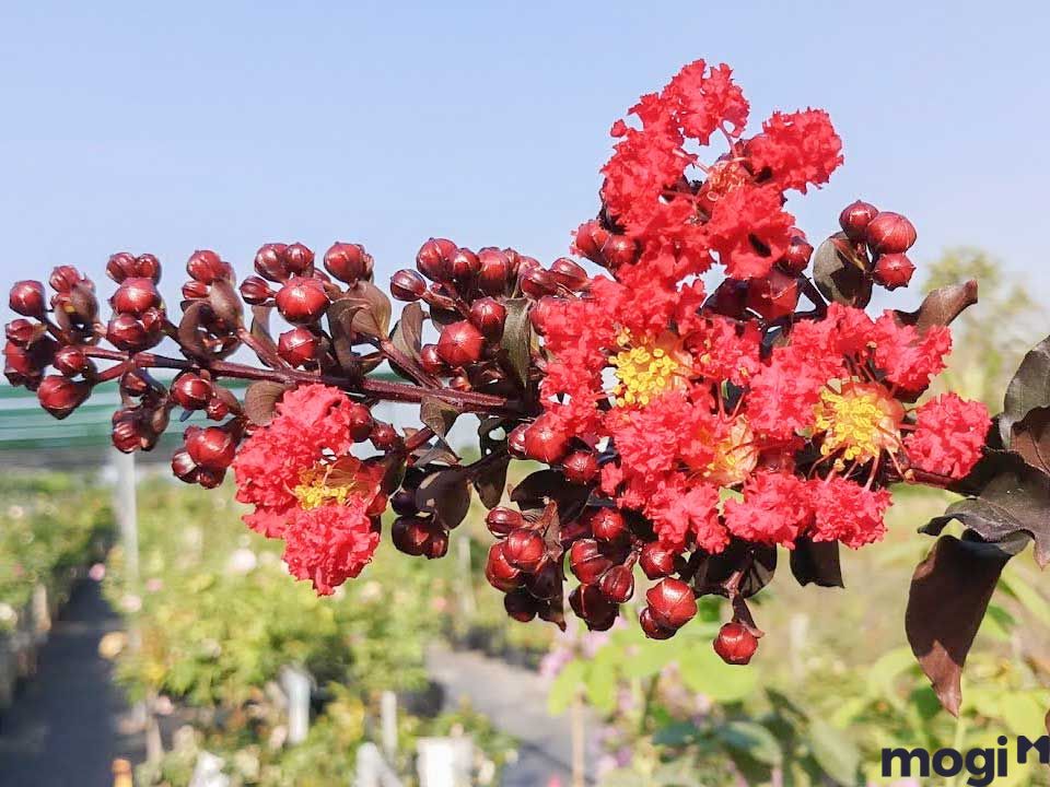 Cây hoa leo ban công huyết long
